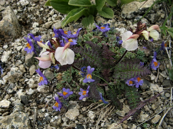 Pedicularis su substrato roccioso siliceo